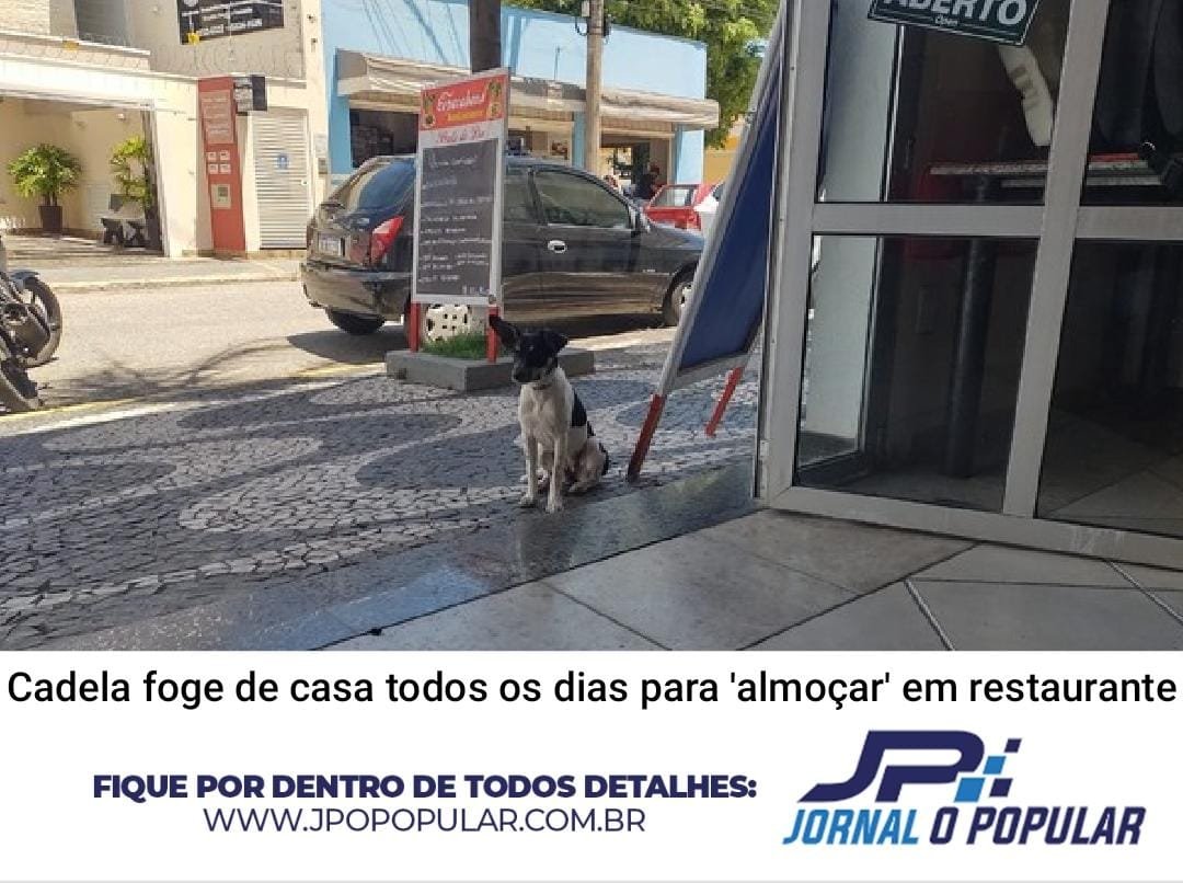 Cadela foge de casa todos os dias para ‘almoçar’ em restaurante