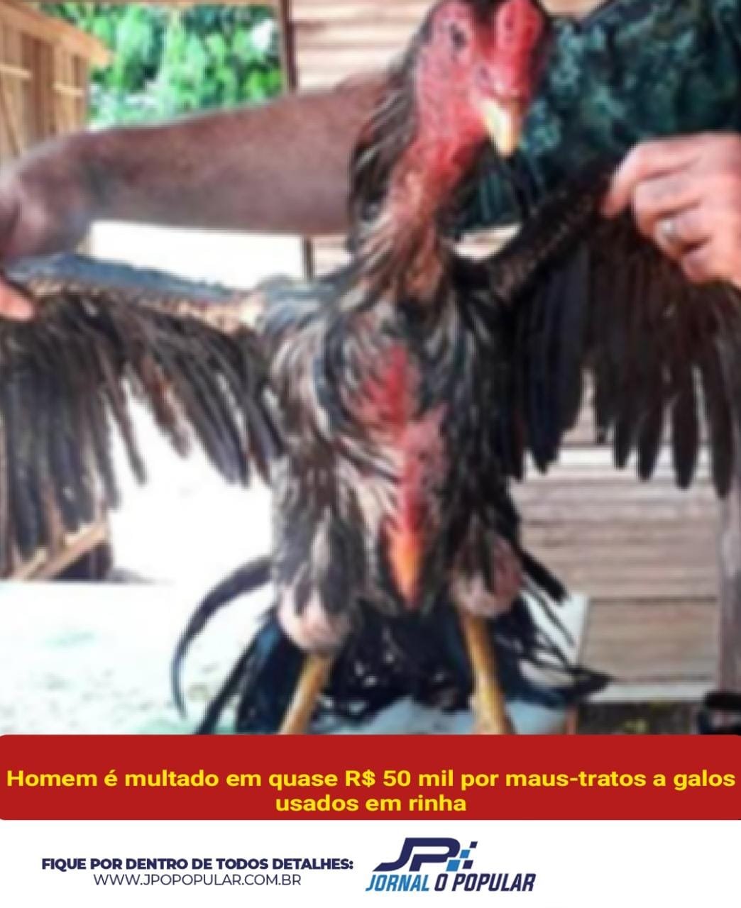 Homem é multado em quase R$ 50 mil por maus-tratos a galos usados em rinha em Marília