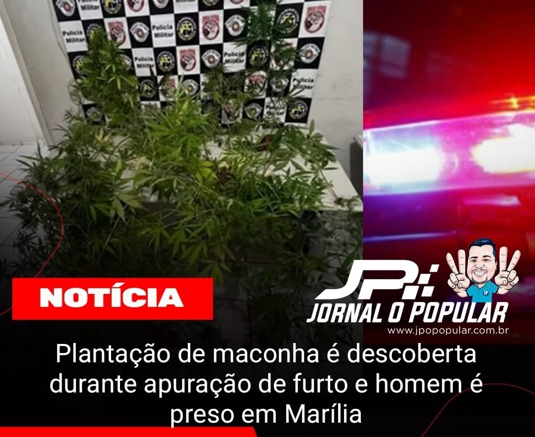 Plantação de maconha é descoberta durante apuração de furto e homem é preso em Marília